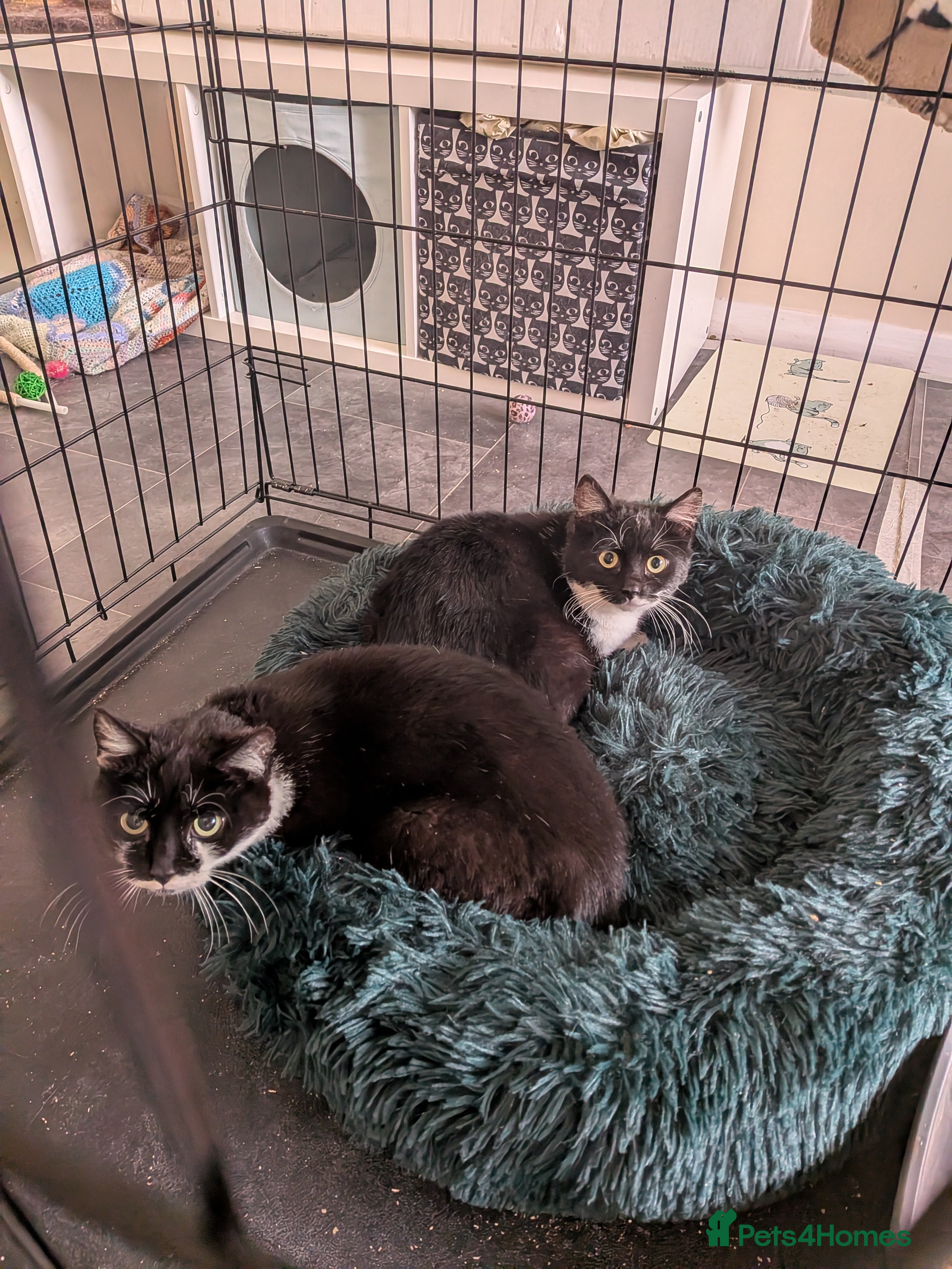 Domestic Shorthair cats Feral siblings Fish and Chips seek a farm home - Advert 1