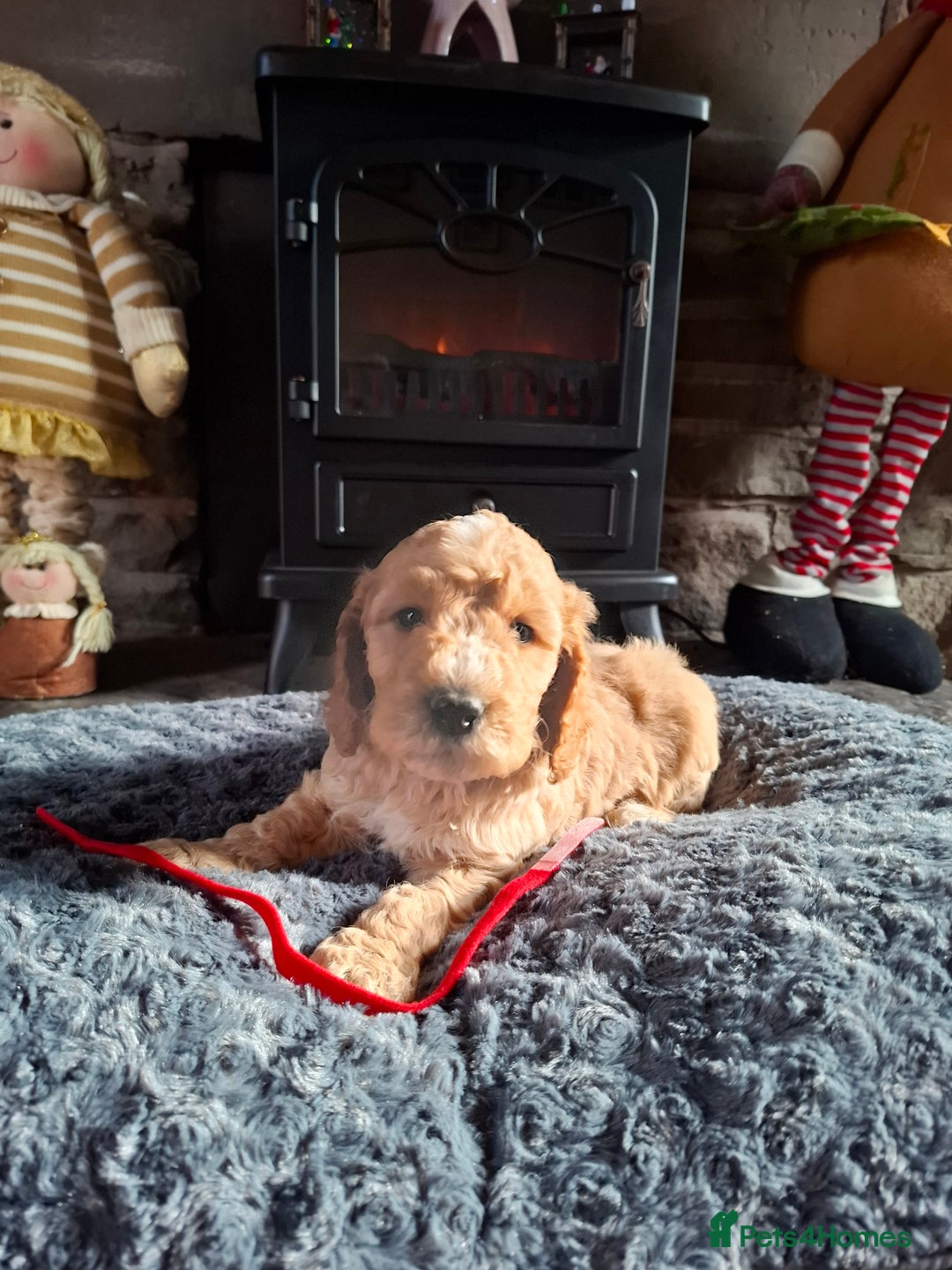 Cockapoo dogs for sale: Beautiful Cockapoo Puppies For Sale  - Advert 6