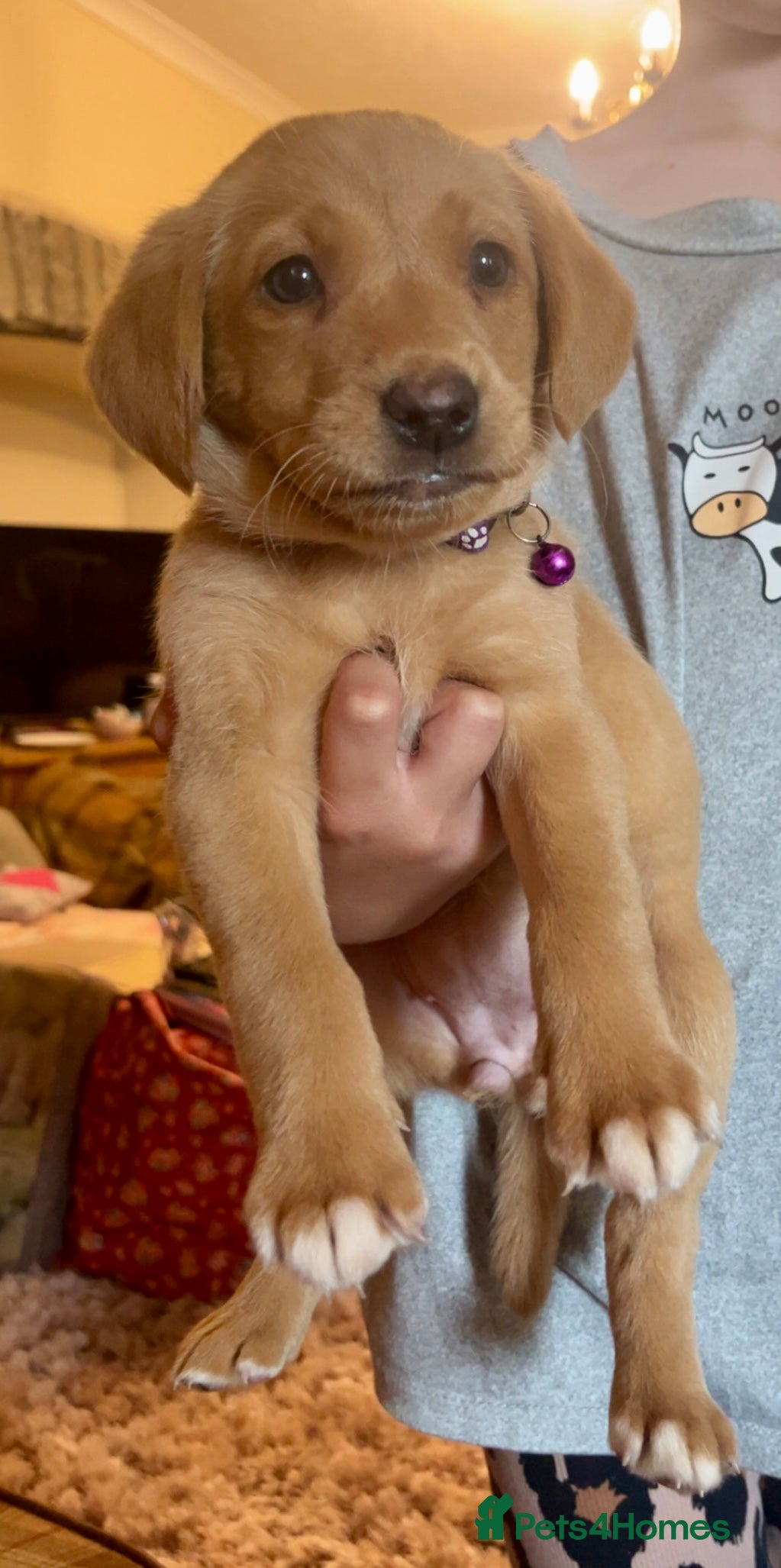 Labrador Retriever dogs Pretty Labrador pups ready now  - Advert 7