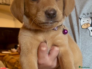 Labrador Retriever dogs Pretty Labrador pups ready now - Advert 7