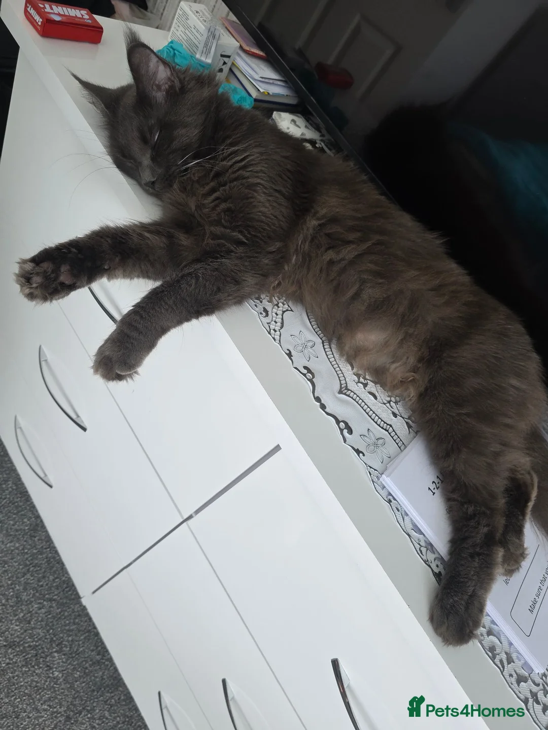 Maine Coon cats for sale: XL Russian main coons in Manchester - Advert 2
