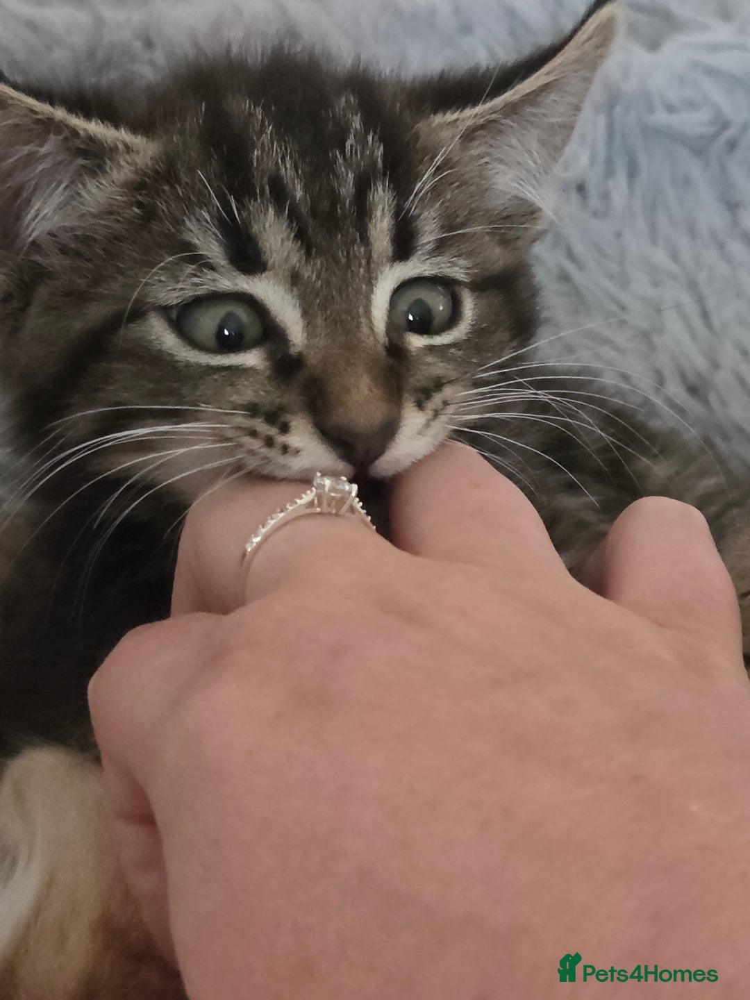 Mixed Breed cats for sale: Beautiful kittens for sale - Image 4