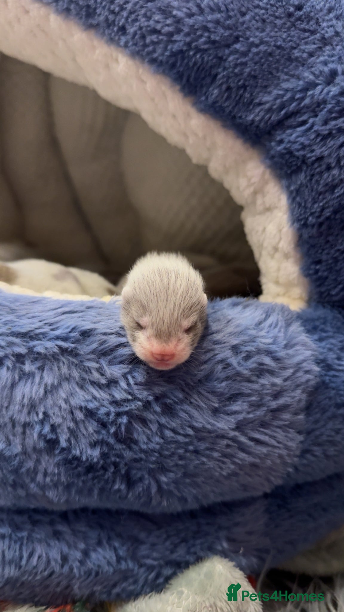 Ferret rodents ferret kits  - Advert 2