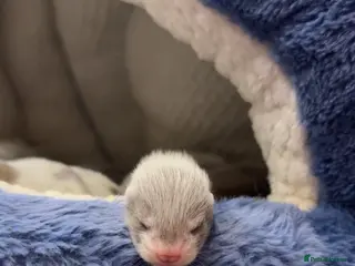 Ferret rodents ferret kits - Advert 1