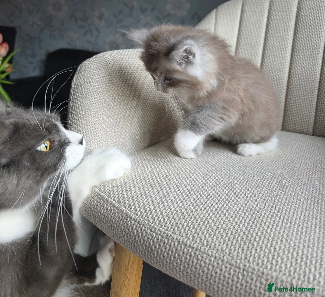 Ragcoon cats for sale: Adorable Maine Coon x Ragdoll Kittens - Advert 12