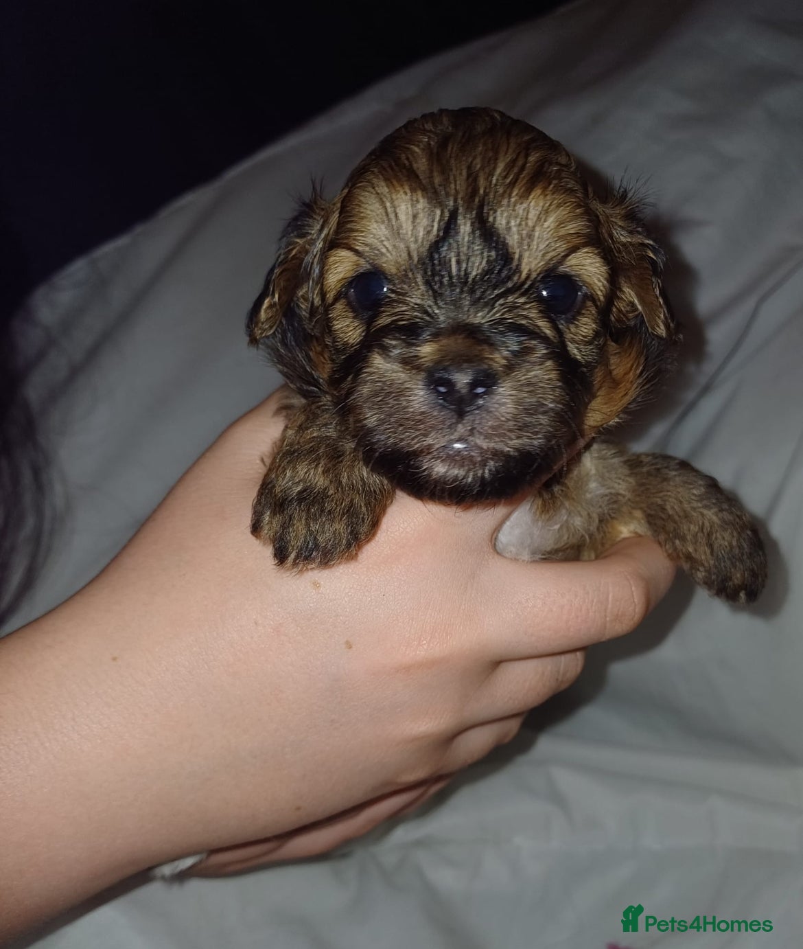 Cavapoo dogs   F1b Cavapoo READY 12th of February  - Advert 2