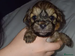 Cavapoo dogs F1b Cavapoo READY 12th of February - Advert 2