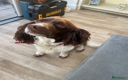 Mixed Breed dogs for sale: Cockerbull puppies  - Image 3