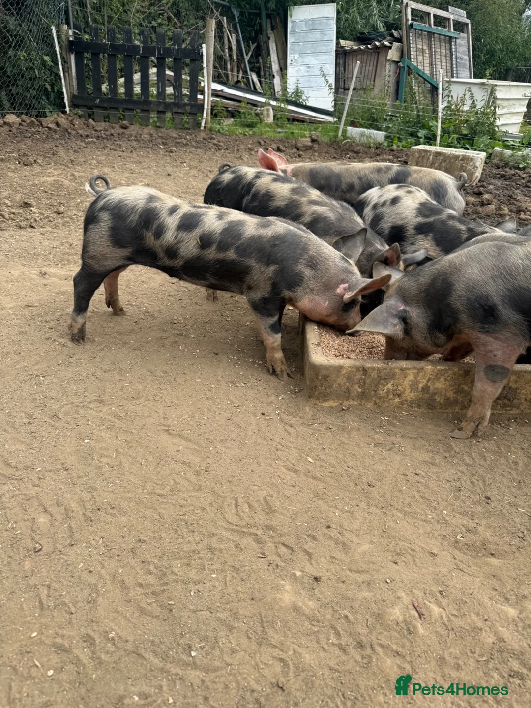 Pig livestock for sale: Peritren pure breed  - Advert 2