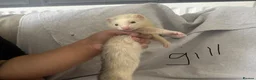 Ferret rodents for sale: Stunning part angora kits for sale in Cardiff - Advert 36