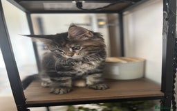 Maine Coon cats for sale: Maine coons - Image 11