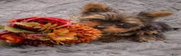 Yorkshire Terrier dogs for sale: Two K.C Yorkshire terrier boys champion bloodlines - Advert 9