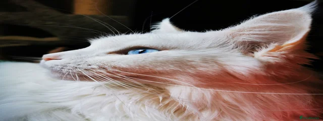 Cleo