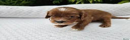 Cavapoo dogs for sale: Cavapoo puppies (toy)DNA CLEAR - Advert 8