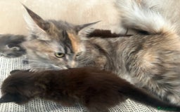 Maine Coon cats for sale: Chocolate main coons - Image 16