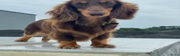 Miniature Dachshund dogs for sale: Ready to leave long haired miniature dachshunds - Advert 10