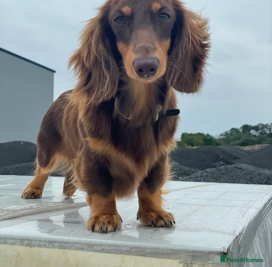 Miniature Dachshund dogs for sale: Ready to leave long haired miniature dachshunds - Advert 10
