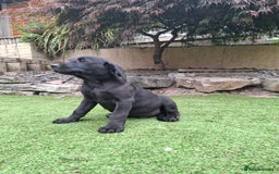 Labrador Retriever dogs for sale: ONLY 2 LEFT. Beautiful Healthy Labrador Puppies - Image 39