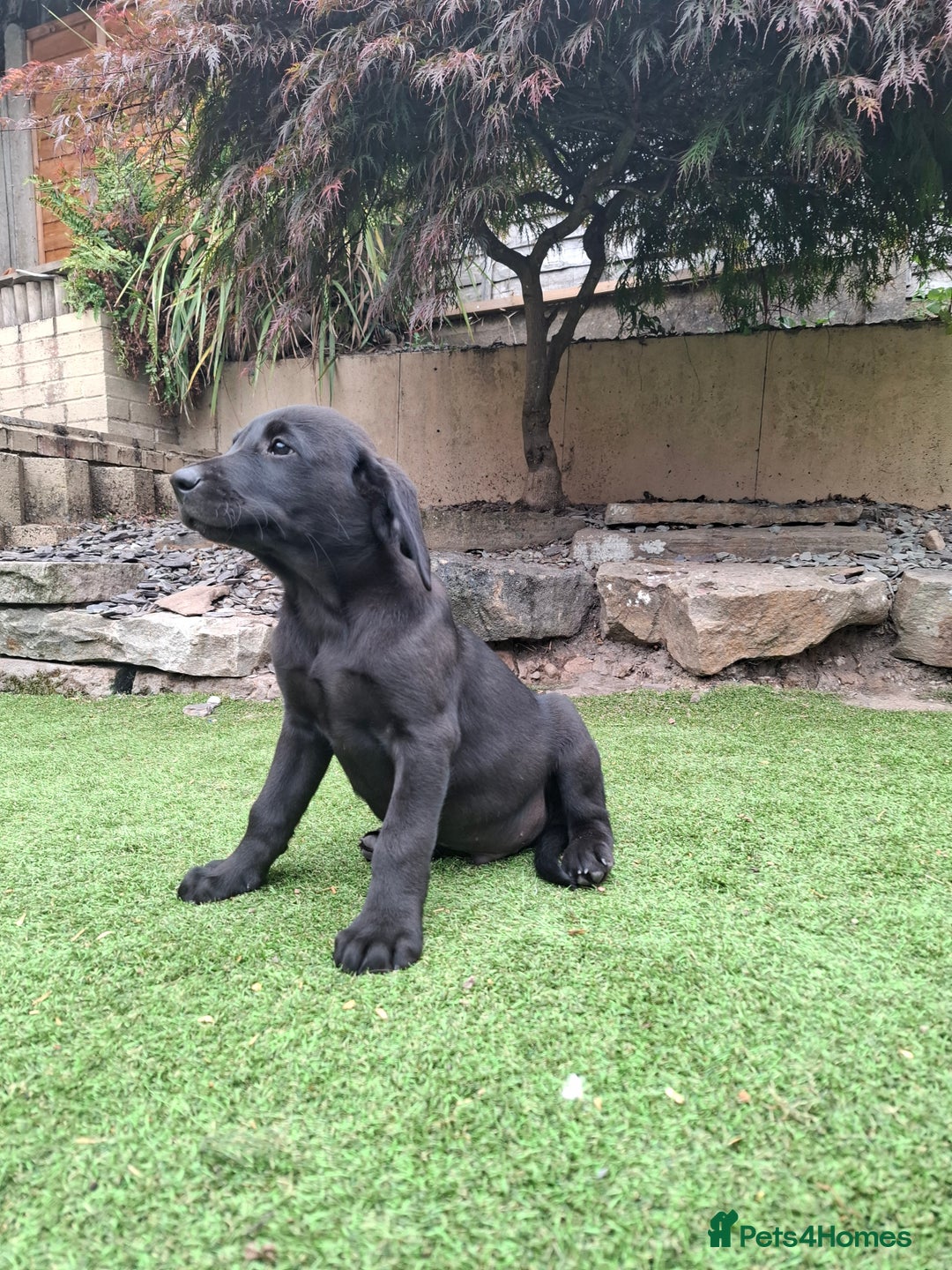 Labrador Retriever dogs for sale: ONLY 2 LEFT. Beautiful Healthy Labrador Puppies - Image 39