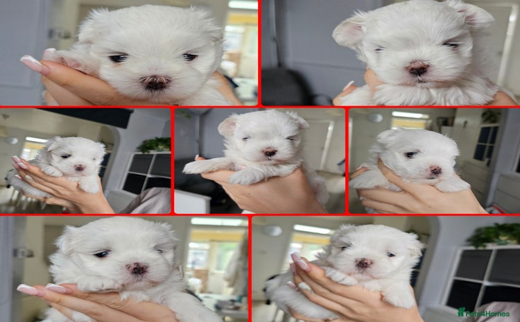 Maltese dogs - Advert 14