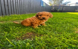 Toy Poodle dogs for sale: Gorgeous kc registered toy poodle pups  - Image 13