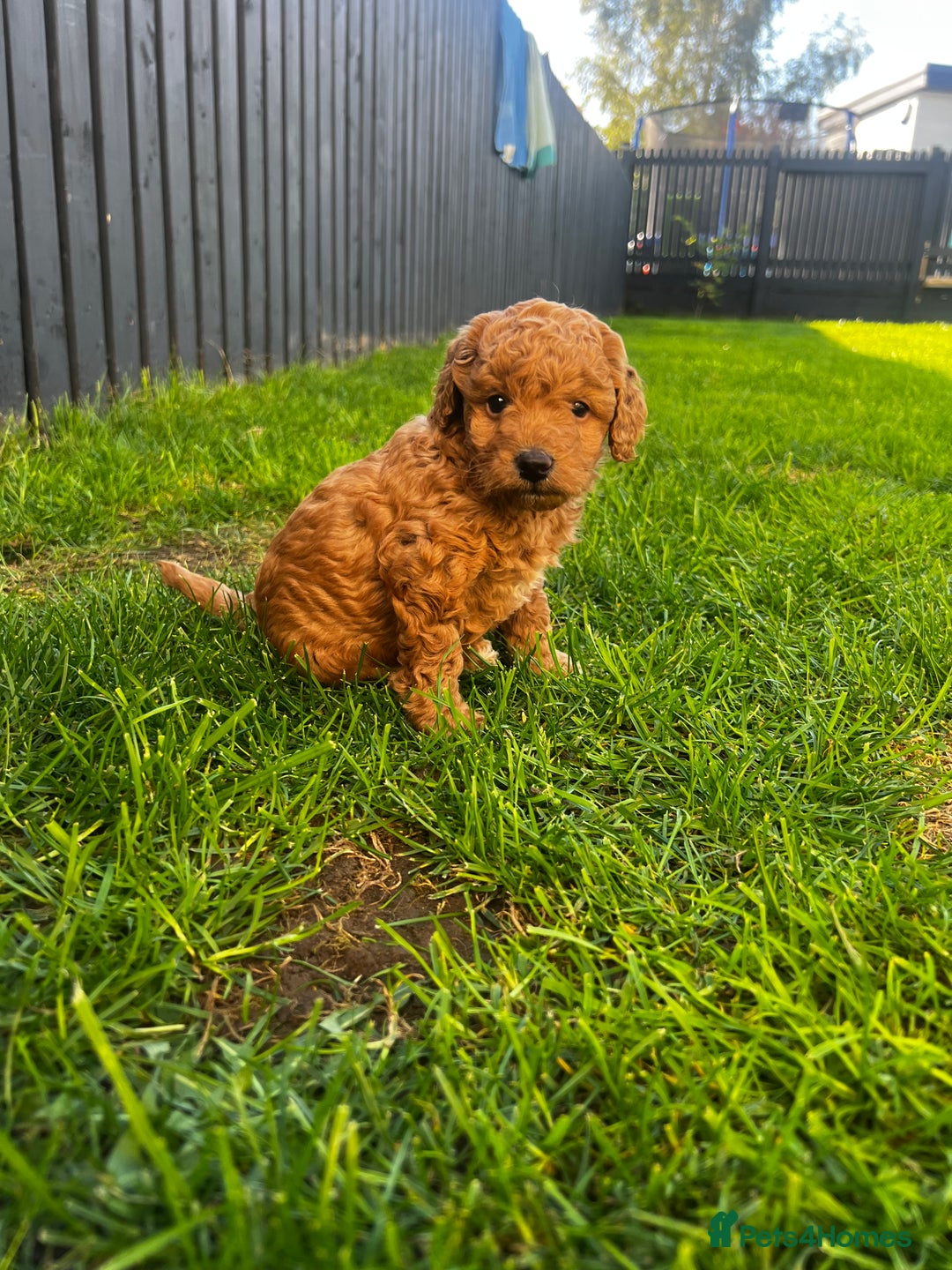 Toy Poodle dogs for sale: Gorgeous kc registered toy poodle pups  - Image 13