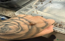 Mixed Breed rodents for sale: African land snail babies.  - Image 2