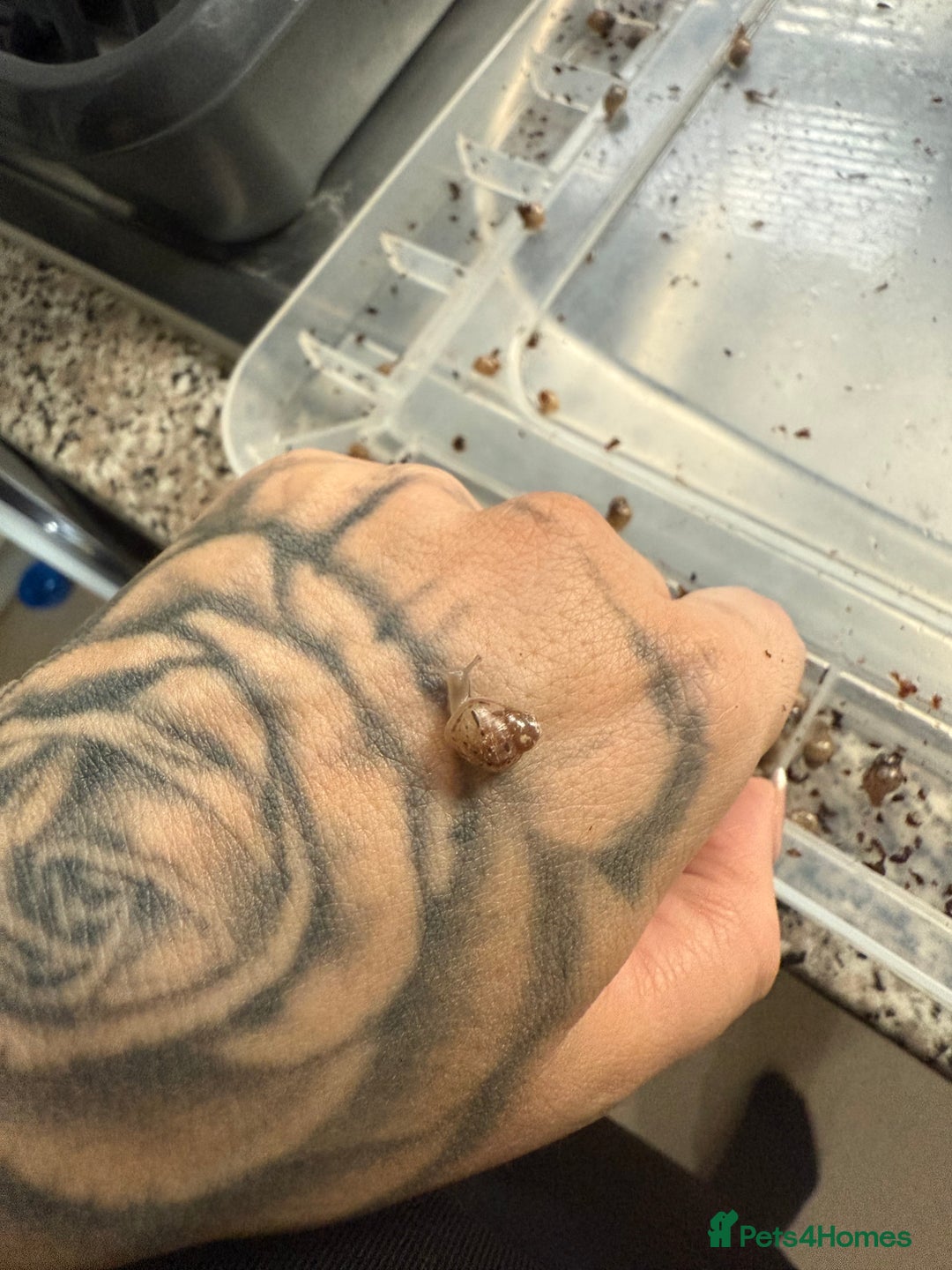 Mixed Breed rodents for sale: African land snail babies.  - Image 2