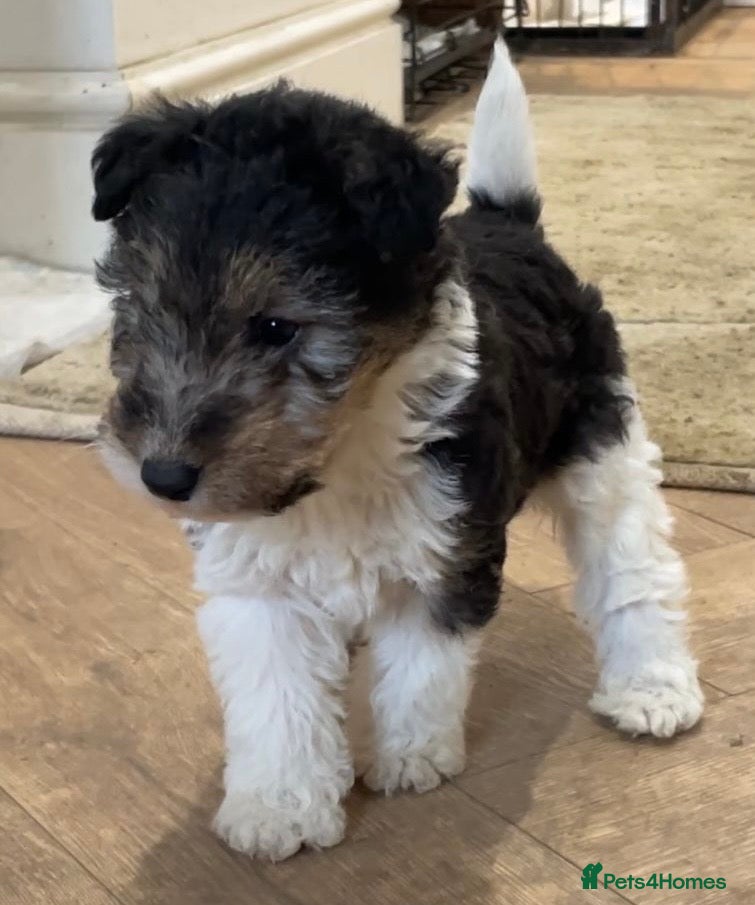 Fox Terrier dogs *Wire Haired Fox Terrier Pups* - Advert 18