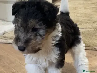 Fox Terrier dogs *Wire Haired Fox Terrier Pups* - Advert 18