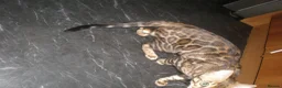 Bengal cats for sale: Beautiful Male Bengal - ready to leave  in Manchester - Advert 12