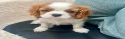 Cavalier King Charles Spaniel dogs for sale: Kc Reg, fully health tested CKCS licensed breeder - Advert 3