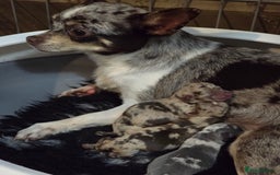 Chihuahua dogs for sale: Chihuahua  - Image 7