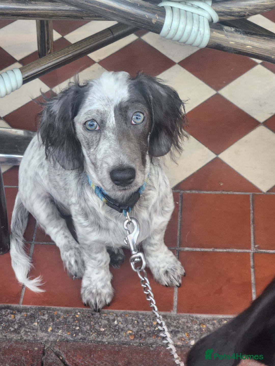Dachshund dogs for sale: 2 White/Black/Tan long-haired dachshund puppies - Image 4