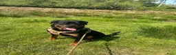 Rottweiler dogs for stud: 3 year old male for stud in exchange for a puppy  in Worcester - Advert 6