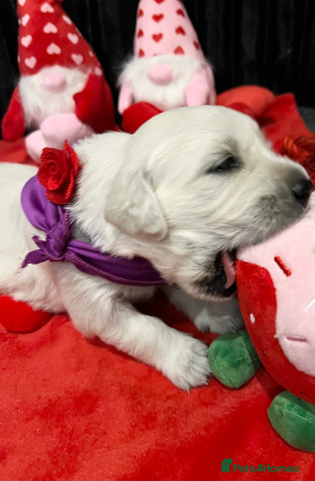 Golden Retriever dogs for sale: Exceptional Show Champion Litter   - Advert 11