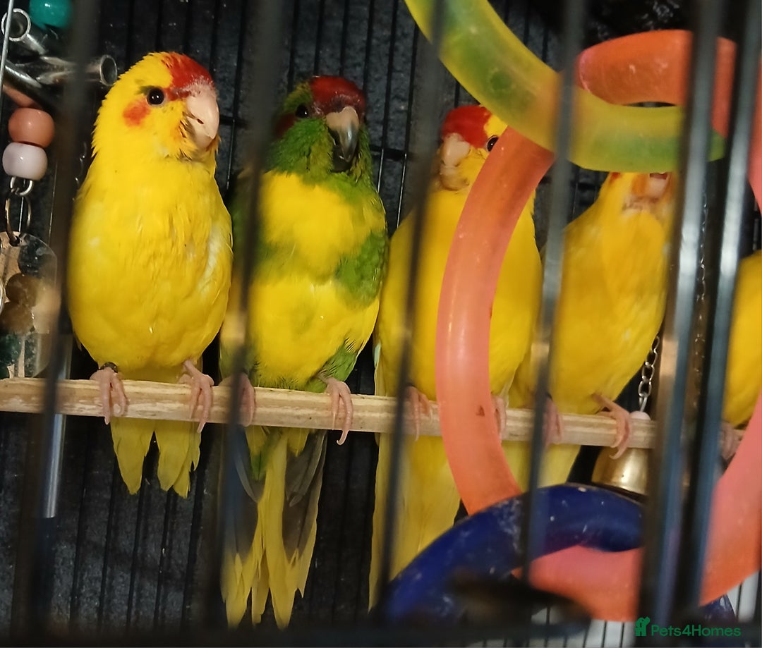 Parakeets birds for sale: Kakariki's Handreard kakariki's  - Image 16