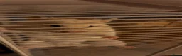 Hamster rodents for sale: Syrian hamster with cage - Alfredo - Advert 6