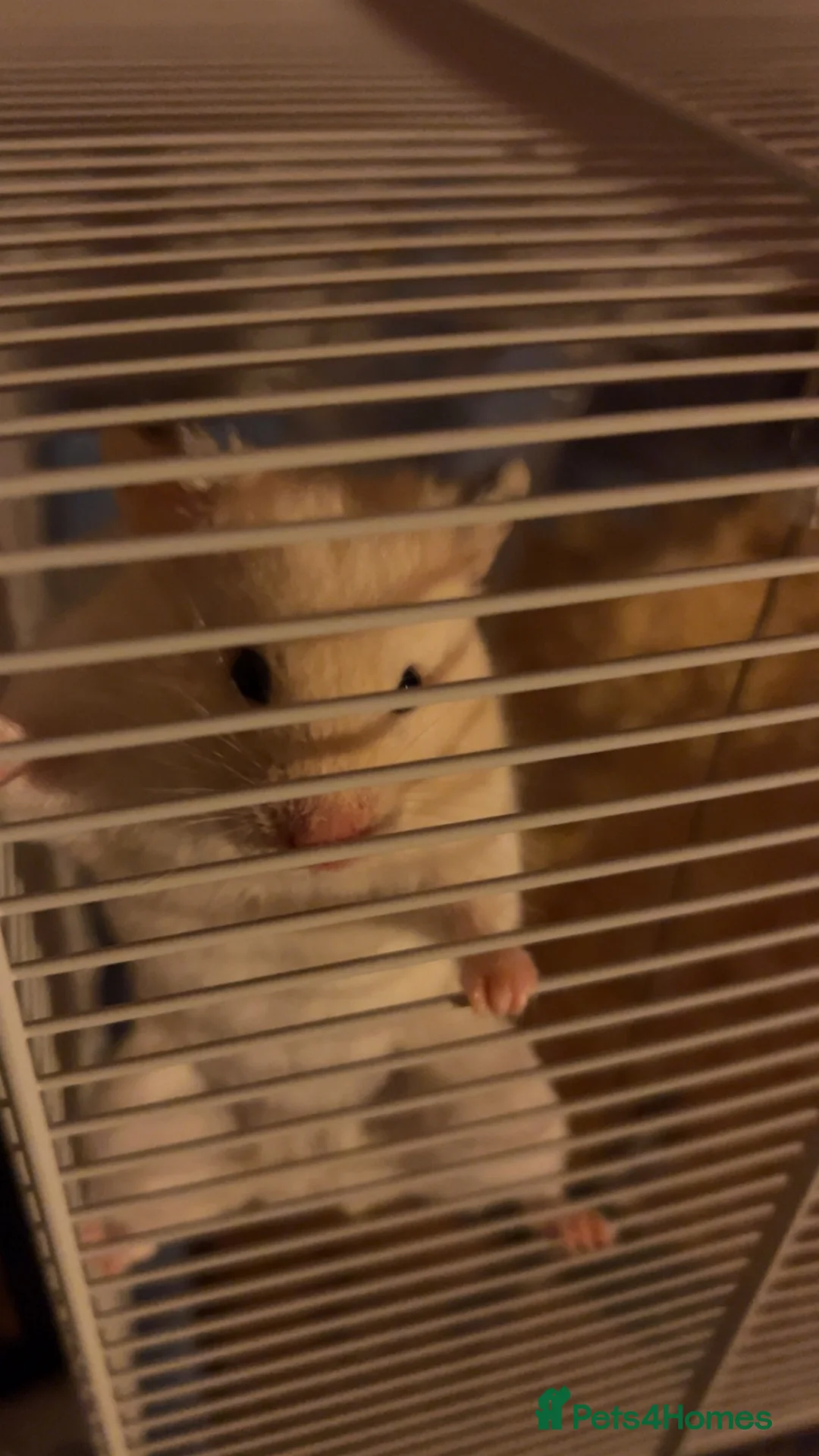Hamster rodents for sale: Syrian hamster with cage - Alfredo - Advert 6