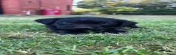 Labrador Retriever dogs for sale: Excellent KC Registered Labrador puppies in Welshpool - Advert 13