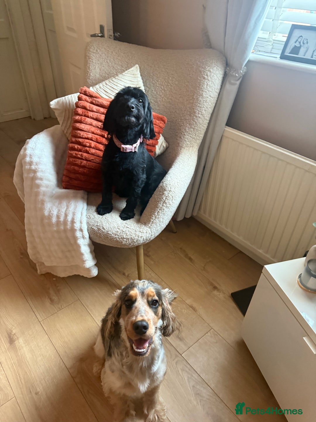 Cockapoo dogs for sale: ✨2 Cockapoo x Show Cocker Spaniel Puppies✨  - Image 8