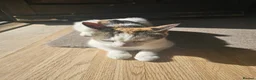 Mixed Breed cats for sale: Cute cat ready for new home - Advert 9