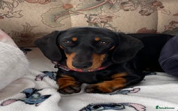 Miniature Dachshund dogs for sale: OUTSTANDING TRUE TO TYPE SMOOTH MINI DACHSHUNDS  - Image 8