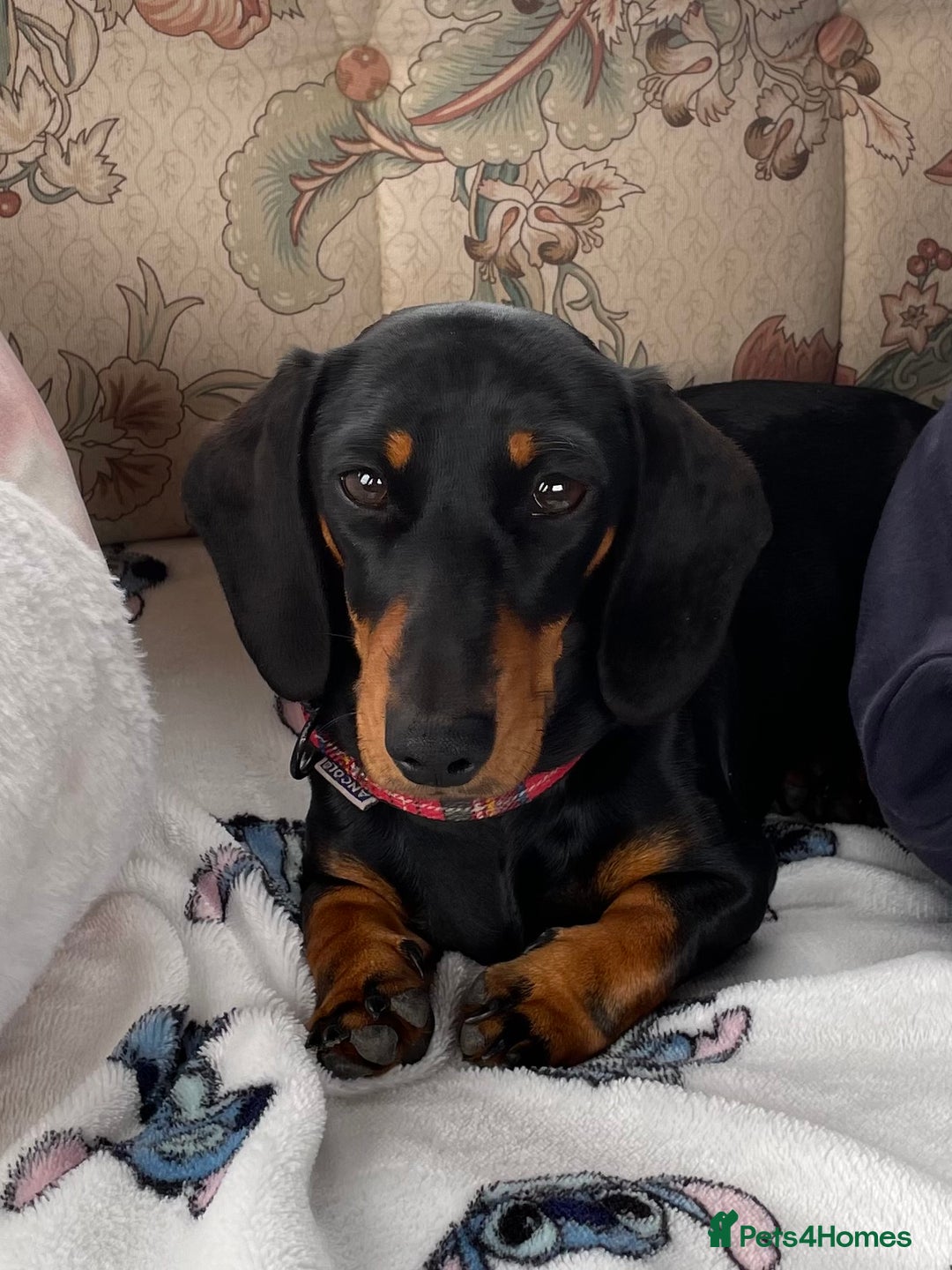 Miniature Dachshund dogs for sale: OUTSTANDING TRUE TO TYPE SMOOTH MINI DACHSHUNDS  - Image 8