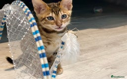 Toyger cats for sale: Full Pedigree Toyger Kittens Last Litter of 2025 - Image 32