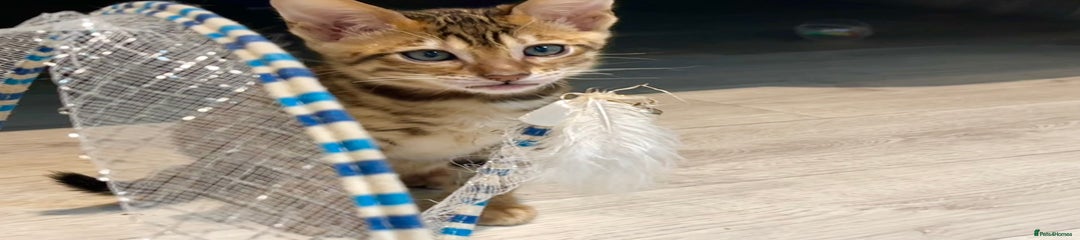 Toyger Kitten 5