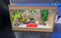 Corn Snake reptiles for sale: Corn snake  - Image 5