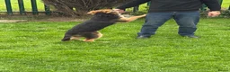 German Shepherd dogs for sale: 5 month old German Shepherd  - Advert 8