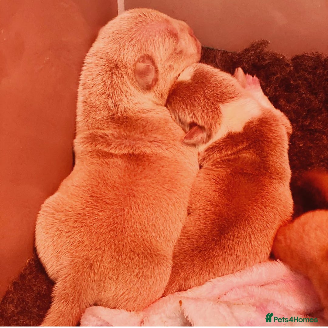 American Bully dogs for sale: Stunning Bully pup available now  - Advert 6