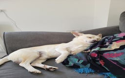 Mixed Breed dogs for sale: 2 dogs for rehoming  - Image 3
